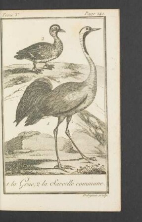 Tafel: La Grue, la Sarcelle commune.