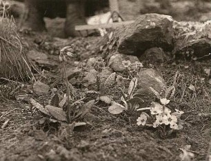 Primelgewächs : Primula austriaca. Intermediärer Bastard, Primula acaulis, Primula officinalis Jacq. Form pannonica. Pflanzgarten, Bad Schandau