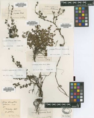 Alchemilla tripartita Ruiz & Pav.