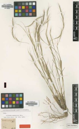 Aristida mendocina Phil. [type]