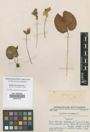 Cyclamen europaeum L.