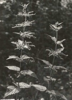 Nesselgewächse (Urticaceae). Große Brennnessel (Urtica dioica L.), Blütenstand