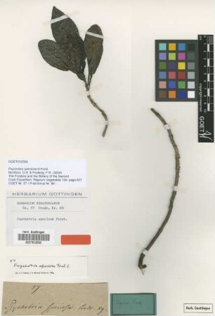 Psychotria speciosa G.Forst. [type]