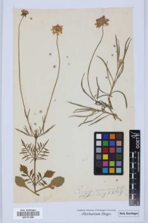 Scabiosa