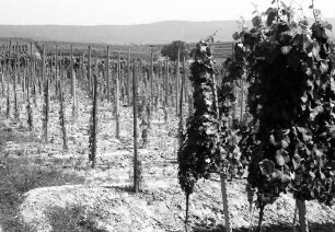 Malterdingen: Weinberge