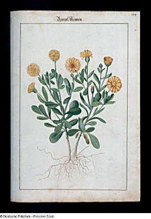Ringelblumen, Seite 138