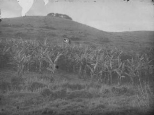 Bananenhain : Bananenpflanzungen an einem Hang nahe Bukoba