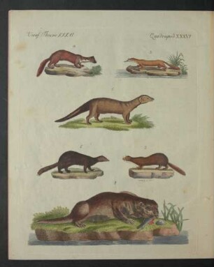 Tafel: Vierf. Thiere. XXXVI.