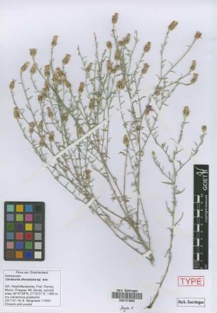 Centaurea devasiana[holotype]