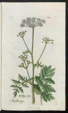 504. Pimpinella magna