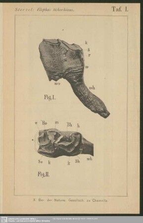 Taf. I. Sterzel: Elephas tichorhinus