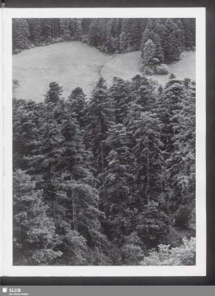 Tannenwald
