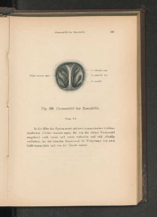 Fig. 119. Choanenbild der Nasenhöhle.