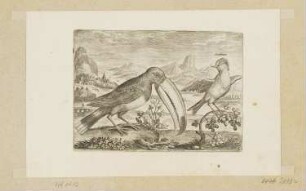 Tukan und ein anderer tropischer Vogel, Blatt 9 der Folge "Vögel"