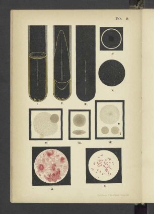 Tab. 5 Streptococcus lanceolatus