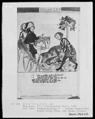 Schachzabelbuch des Konrad von Ammenhausen — Ein alter Bauer pflanzt Bäume, um für seine Nachkommen zu sorgen, Folio 182verso