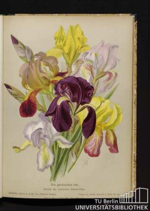 Iris germanica var. Sorten der deutschen Schwertlilie.