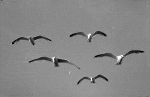 Heiligenhafen: fliegende Möwen