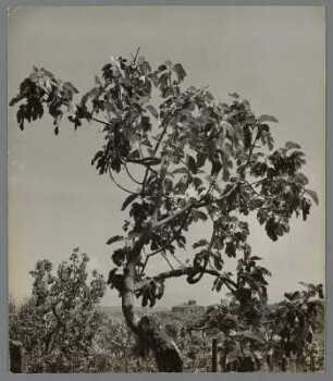 Feigenbaum