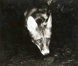 Alter Fuchs (Vulpes vulpes L.), sichernd