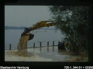 Alster, Anpflanzungen