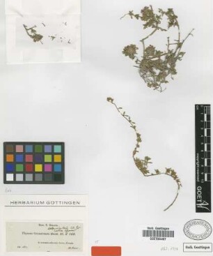 Thymus granatensis Boiss. [isotype]