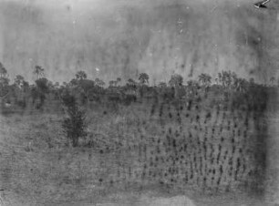 Landschaft : Blick auf eine Ebene mit Doumpalmen