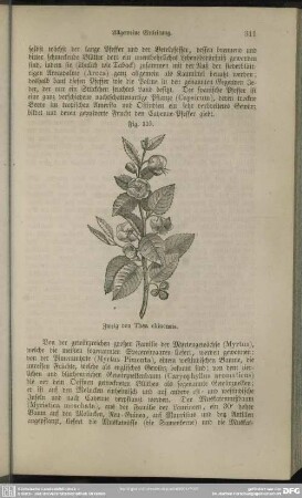 Fig. 115. Zweig von Thea chinensis