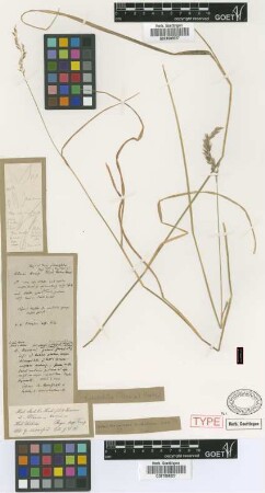 Ataxia hookeri Griseb. [holotype]