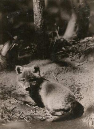 Europa. Rotfuchs (Vulpes vulpes). Jungtier, sich sonnend