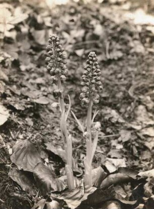 Vogel-Nestwurz (Neottia nidus-avis Rich.) Jena