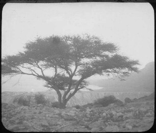 Akazie bei Engedi [En-Gedi]