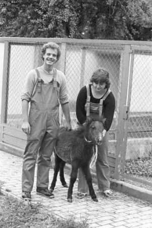 Mini-Zwergpony "Prinz" im Tierheim Daxlanden