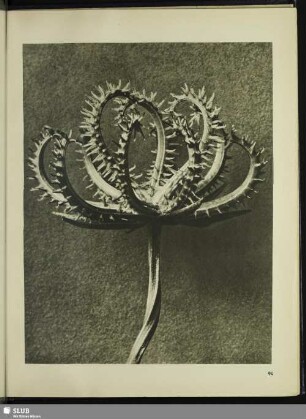 Koelpinia linearis (Compositae). Samenkrone in 12facher Vergrößerung