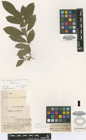 Samyda grandiflora Griseb. [type]