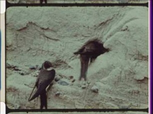 Breeding Biology of the Sand Martin or Bank Swallow (Riparia riparia)