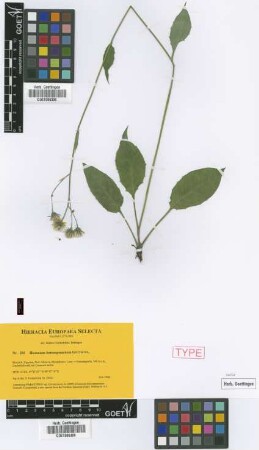 Hieracium boreoapenninum Gottschl. [paratype]