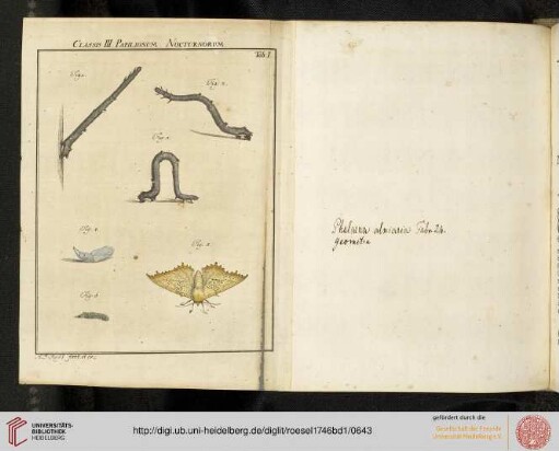 Nacht=Papilions, Dritte Klasse
