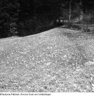 Privataufnahmen der Familien Höhne oder Pohl (unter anderem Radwanderung) und Buschwindröschen (Anemone nemorosa) in einem Seitental der Elbe