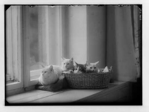 Katze mit drei Jungen auf einem Fensterbrett