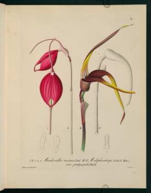 74r-74v, Masdevallia coccinea Lind. ...