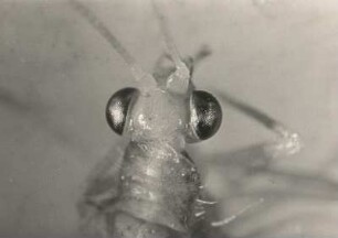 Florfliege (Chrysopidae). Kopfstück mit Facettenaugen