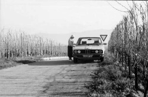 Merdingen: Wege am Tuniberg im November bei Merdingen