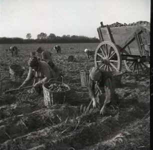 Kartoffelernte - Potato harvest : Frauen bei der Kartoffelernte