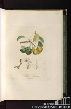 Pl. LX. Petit Muscat.