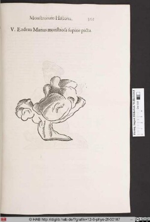 Eadem Manus monstrosa supine picta.