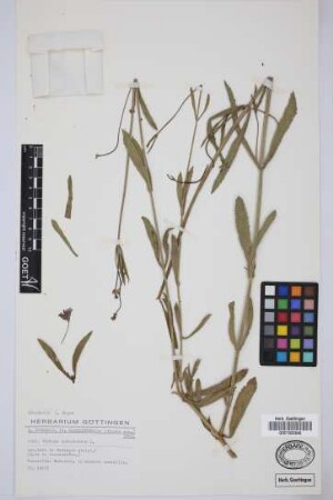 Verbena bonariensis L.
