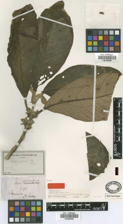Besleria petiolaris Urb. [type]