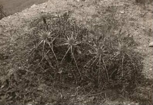 Thüringen. Compositen. Carlina acaulis. Silberdistel. Keilhau bei Rudolstadt