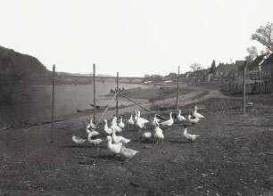 Gänse am Mainufer. Blick zur Mainbrücke